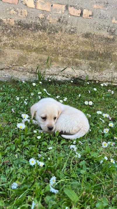 Labrador retriver